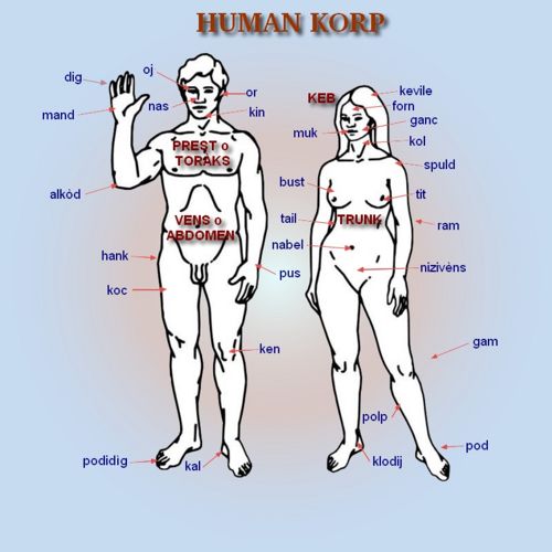 Human korp.jpg
